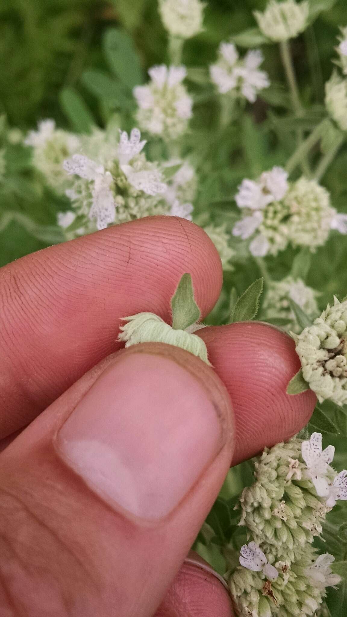 Image of whorled mountainmint