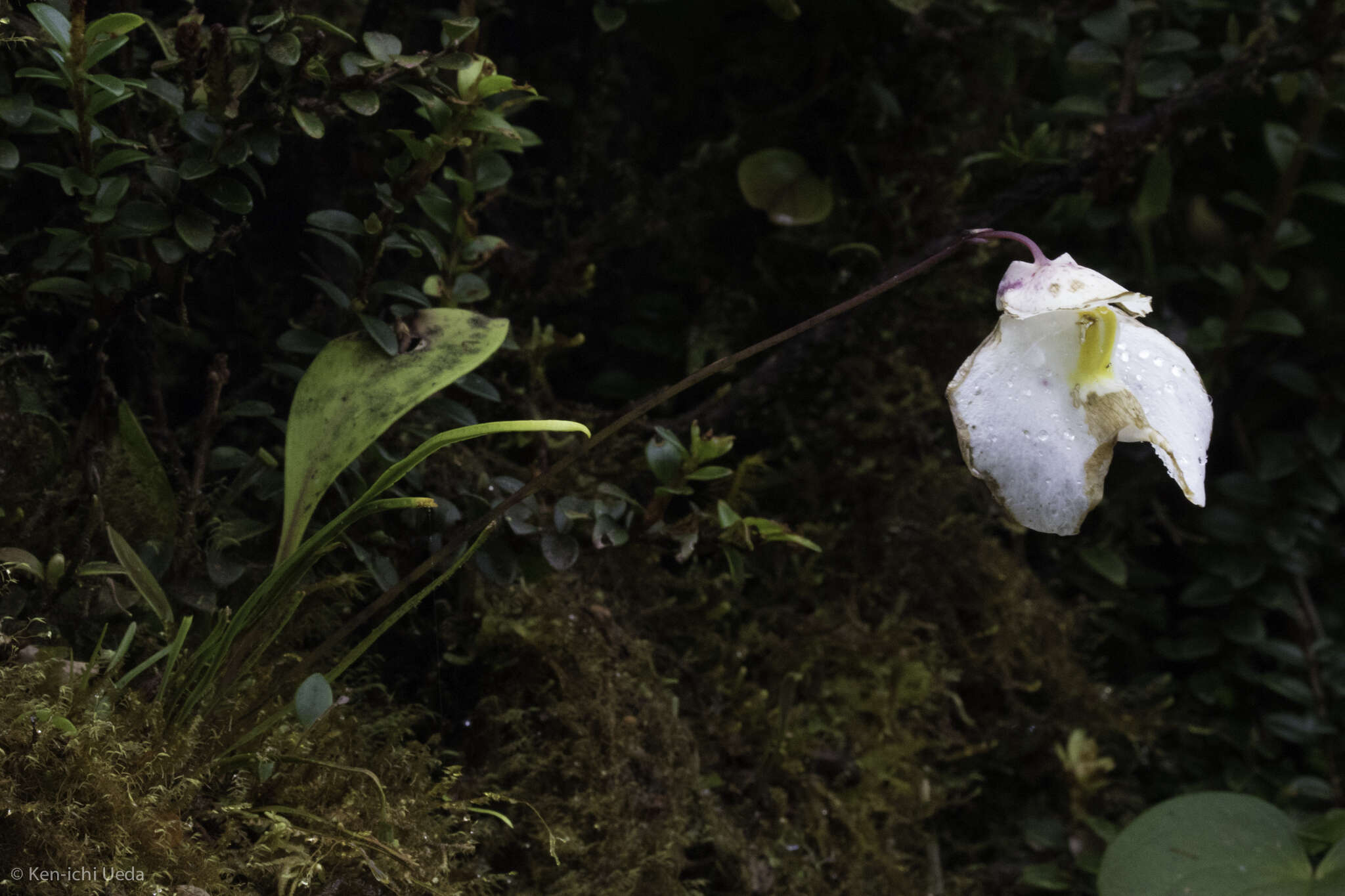 Image of Utricularia praetermissa P. Taylor