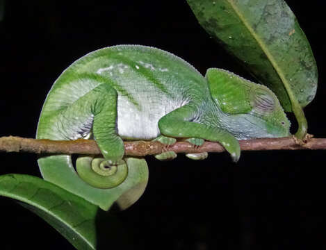 Image of Parson’s chameleon