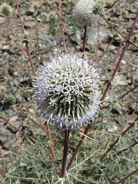 Image of Echinops erinaceus Kit Tan