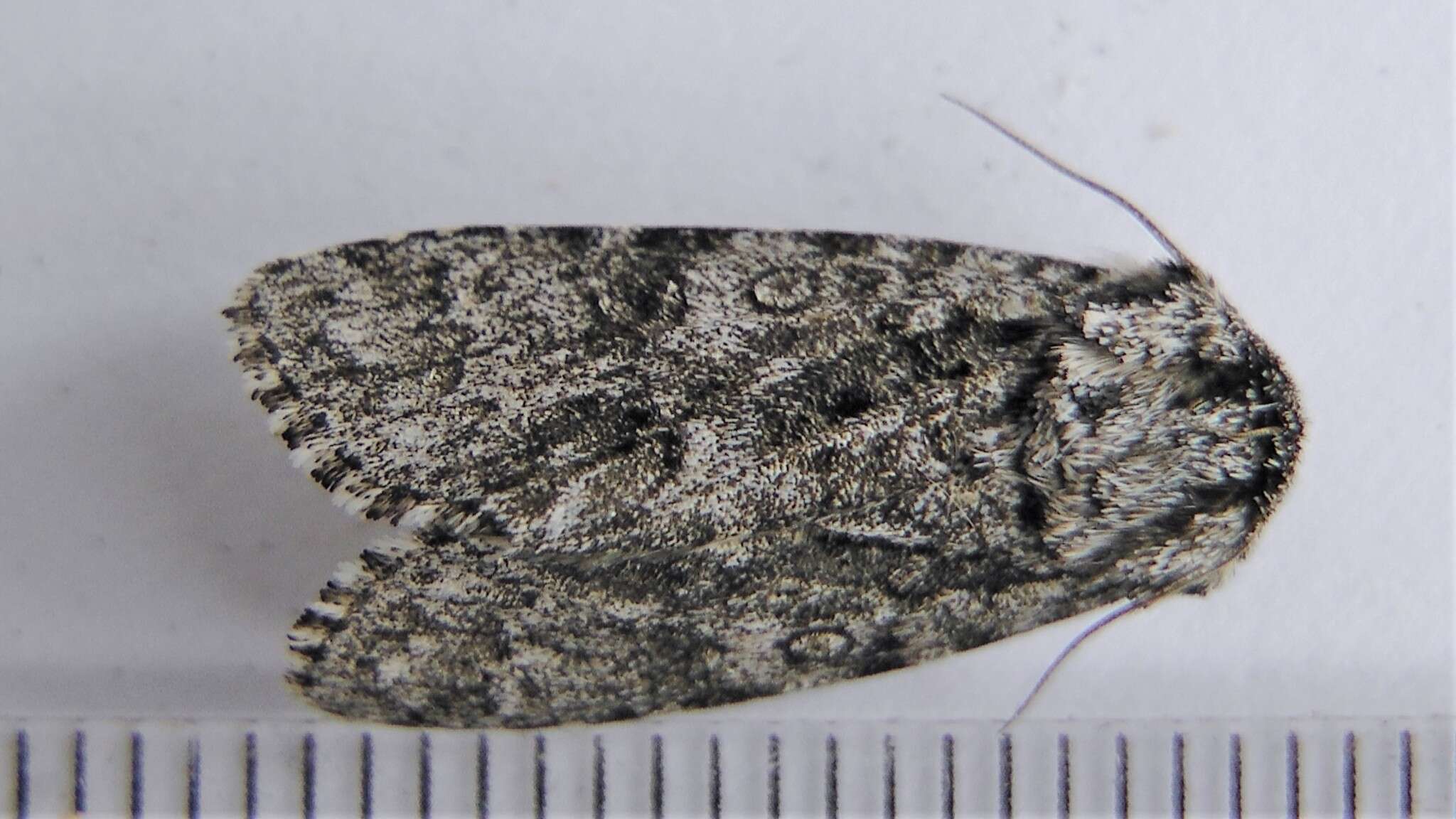 Image of Impressed Dagger Moth