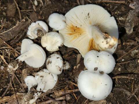 Image of Hygrophorus occidentalis A. H. Sm. & Hesler 1939