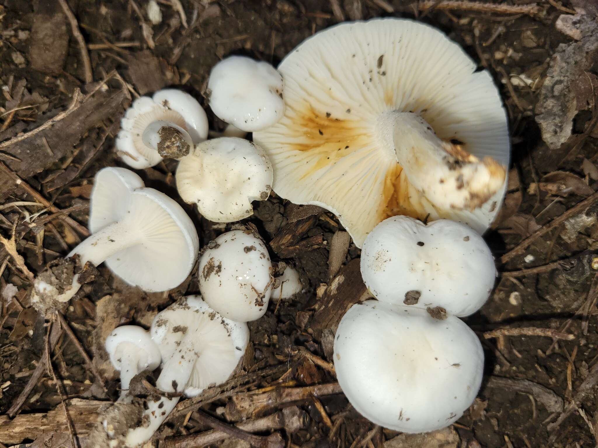 Plancia ëd Hygrophorus occidentalis A. H. Sm. & Hesler 1939