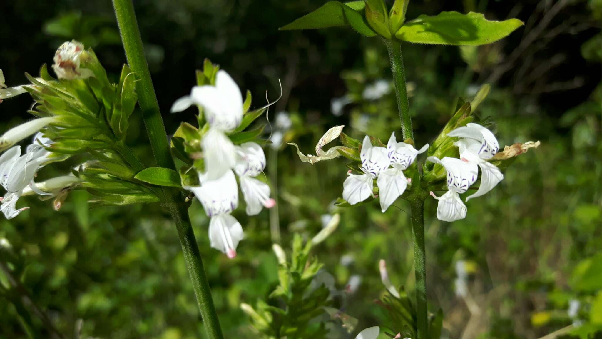 Image of White ribbon bush