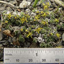 صورة Draba stenopetala Trautv.