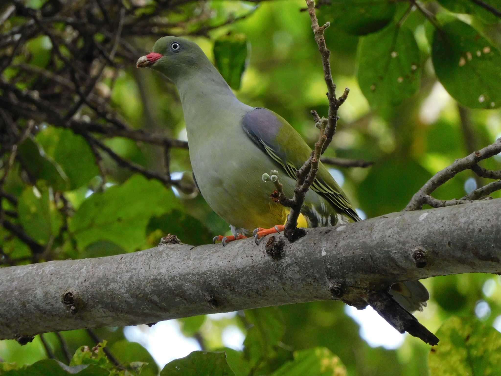 Image of Treron calvus delalandii (Bonaparte 1854)