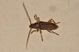 Image of Ceresium long-horned beetle