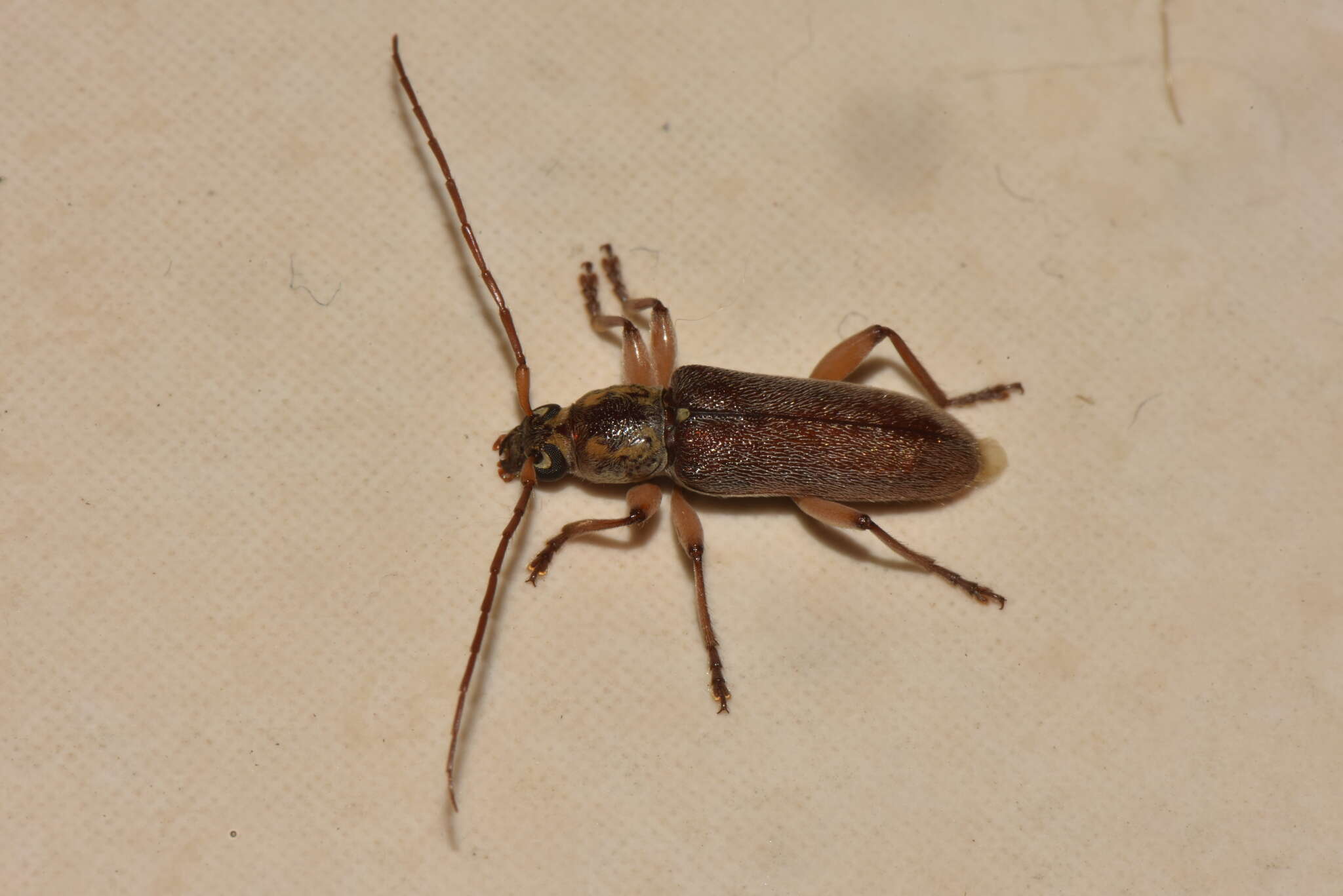 Image of Ceresium long-horned beetle