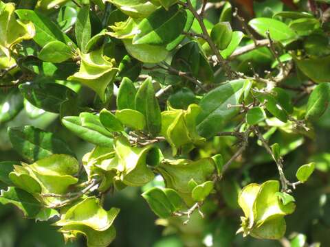 Image of Diospyros scabrida var. scabrida