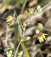 Слика од Thalictrum texanum (A. Gray) Small