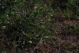 Image de Erythrina acanthocarpa E. Mey.