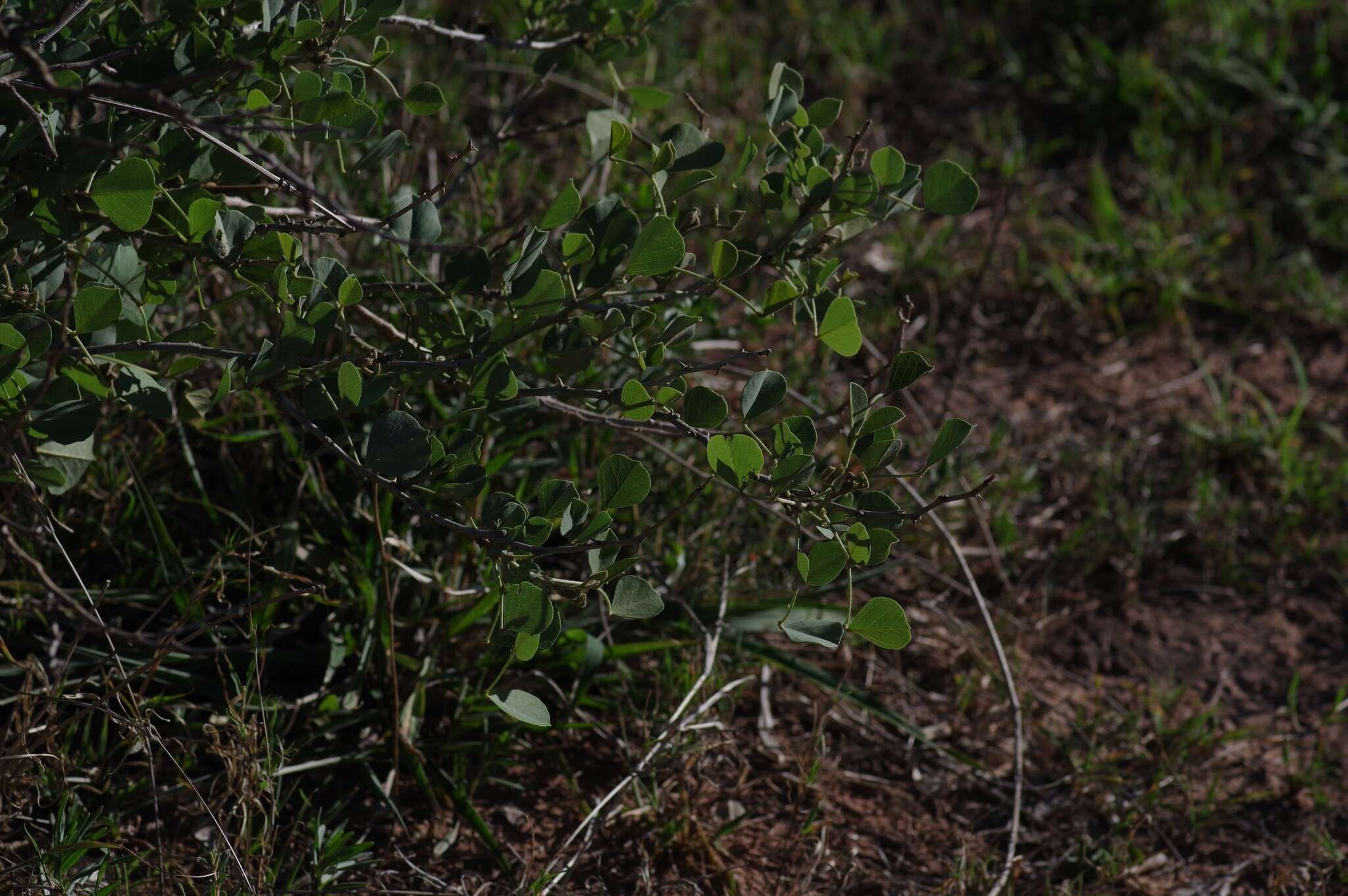 Image de Erythrina acanthocarpa E. Mey.