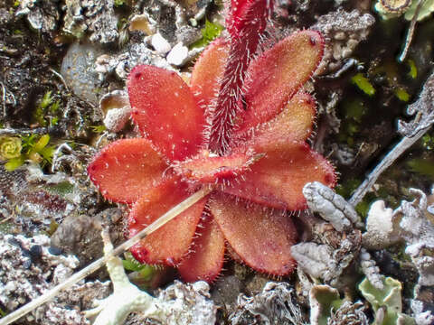 Image of small saxifrage