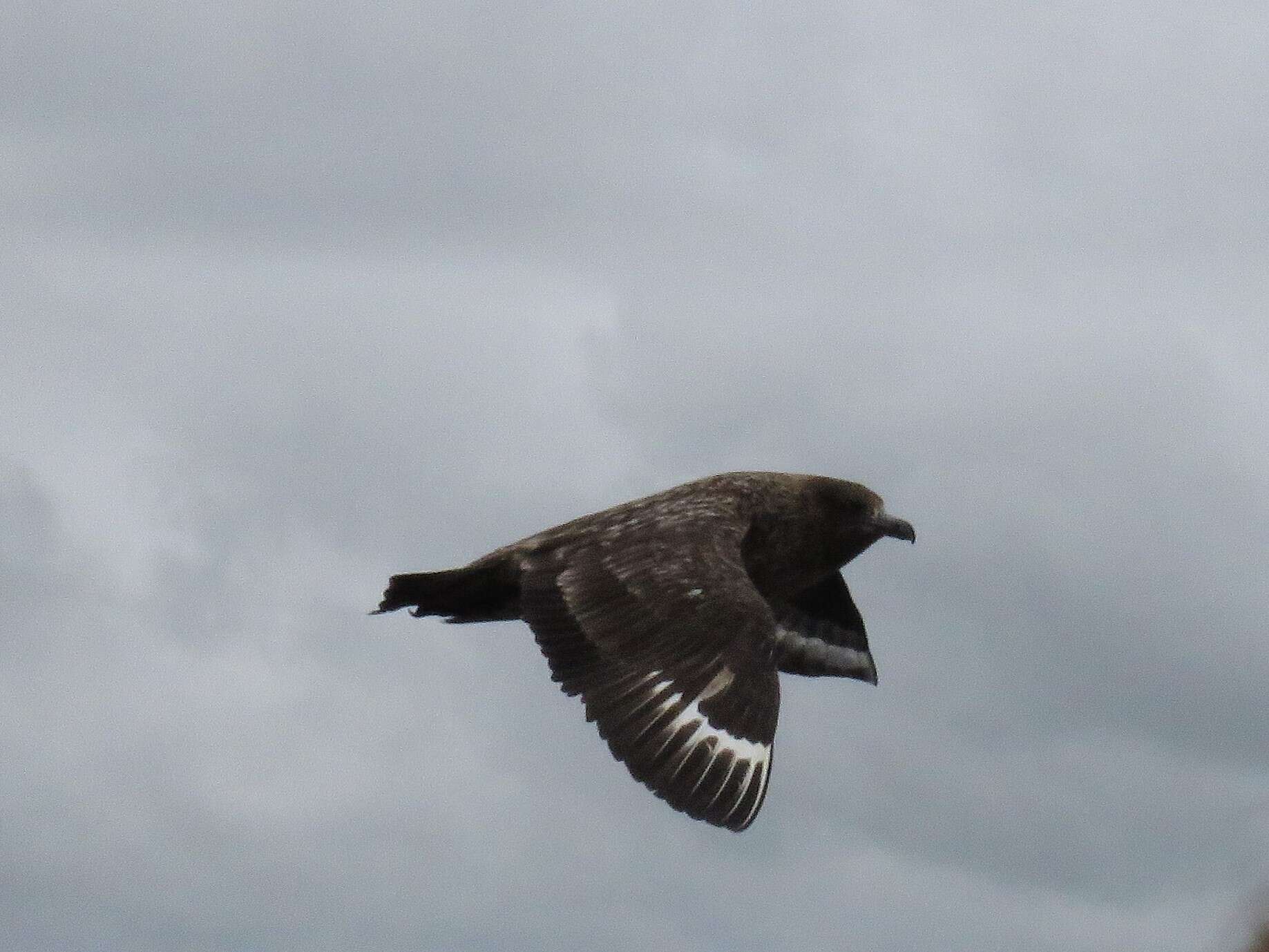 Plancia ëd Stercorarius skua (Brünnich 1764)