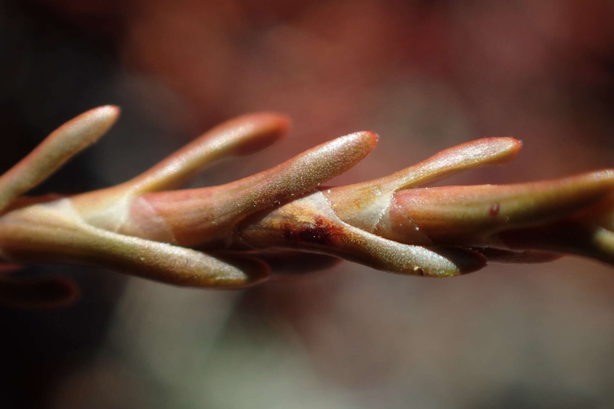 Image of Dracophyllum pronum W. R. B. Oliver