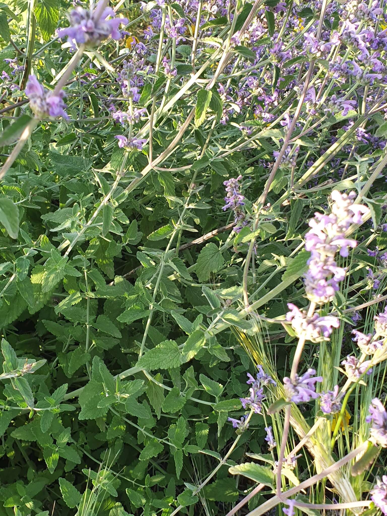 Nepeta curviflora Boiss. resmi