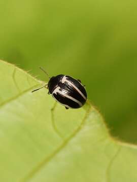 Image of Ragweed Leaf Beetle