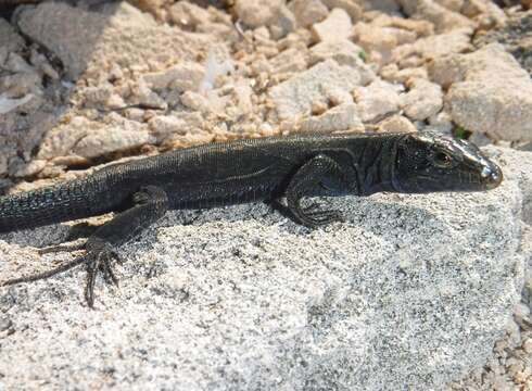 Image of Lilford's Wall Lizard