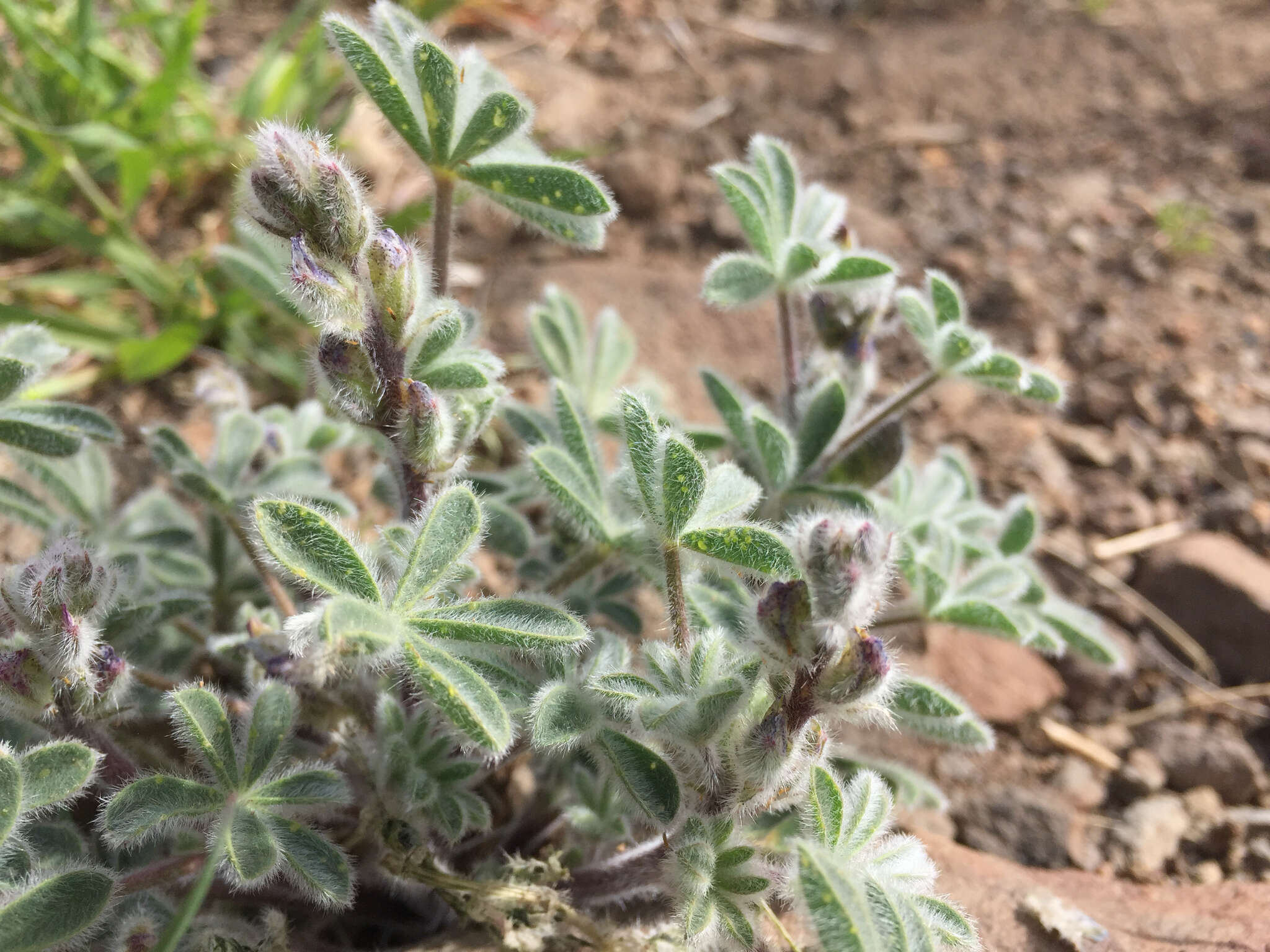 Image of bajada lupine