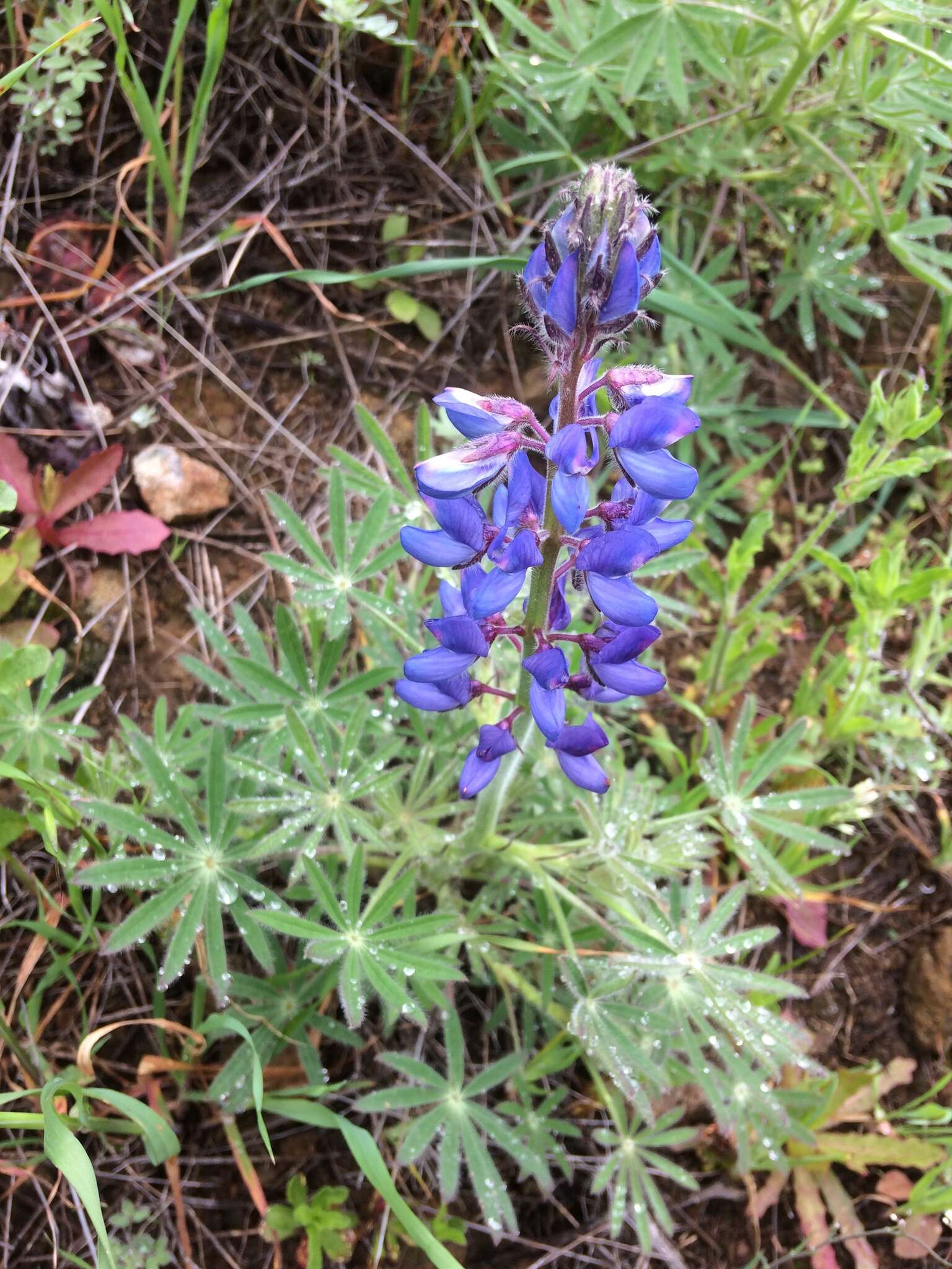 Image of Guadalupe Island lupine