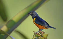 Euphonia rufiventris (Vieillot 1819)的圖片