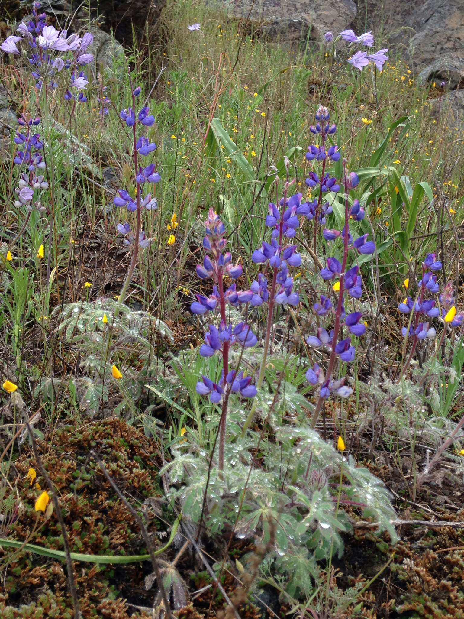 Lupinus spectabilis Hoover resmi