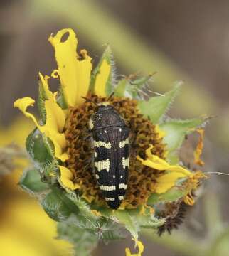 Image de Acmaeodera macra Horn 1878