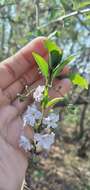 Duranta serratifolia (Griseb.) Kuntze resmi