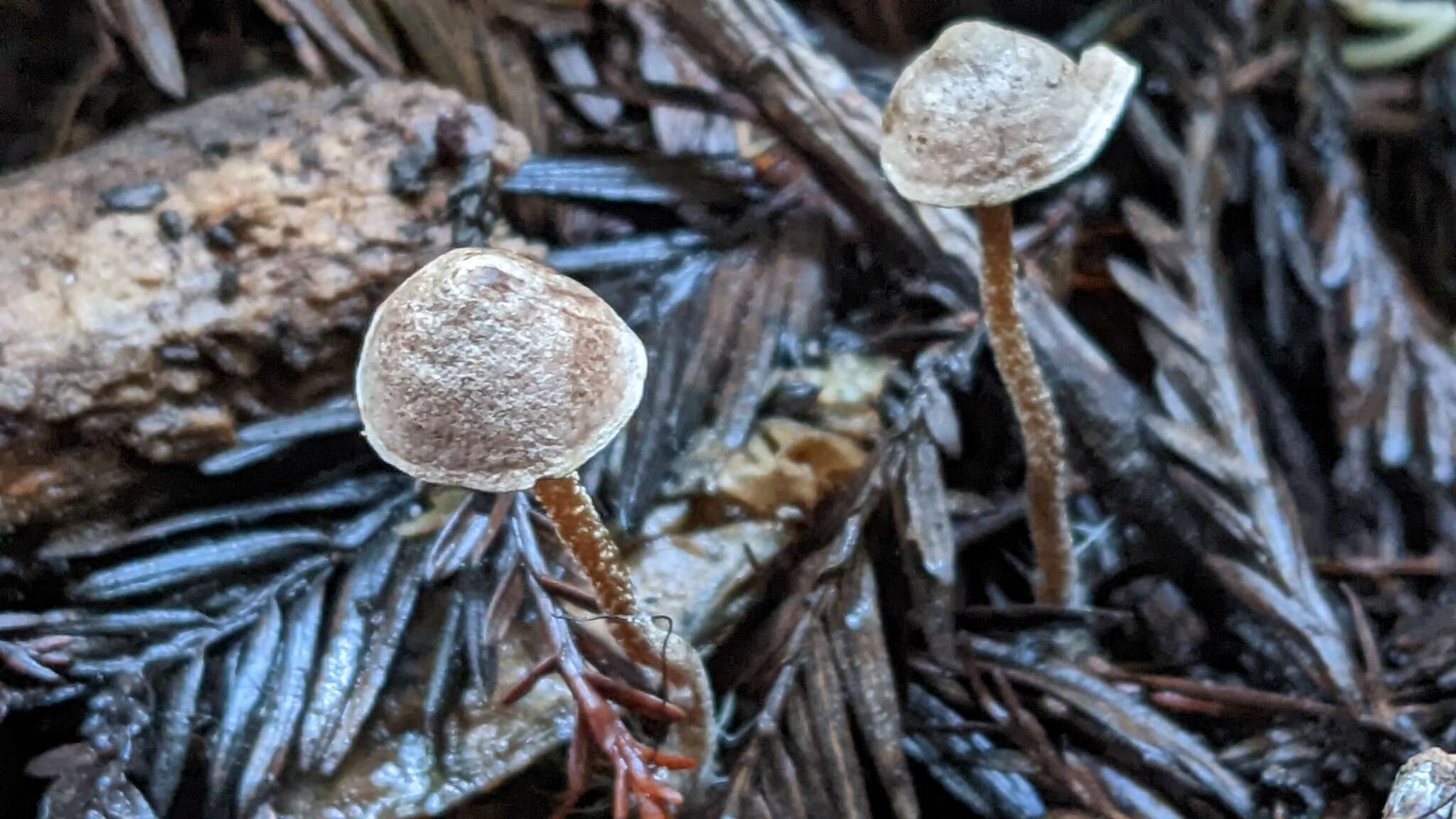 Imagem de Pseudobaeospora stevensii Desjardin 2004