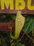 Image of Nepenthes chaniana C. Clarke, Chi. C. Lee & S. McPherson