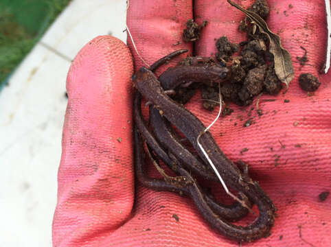 Image of Garden Slender Salamander