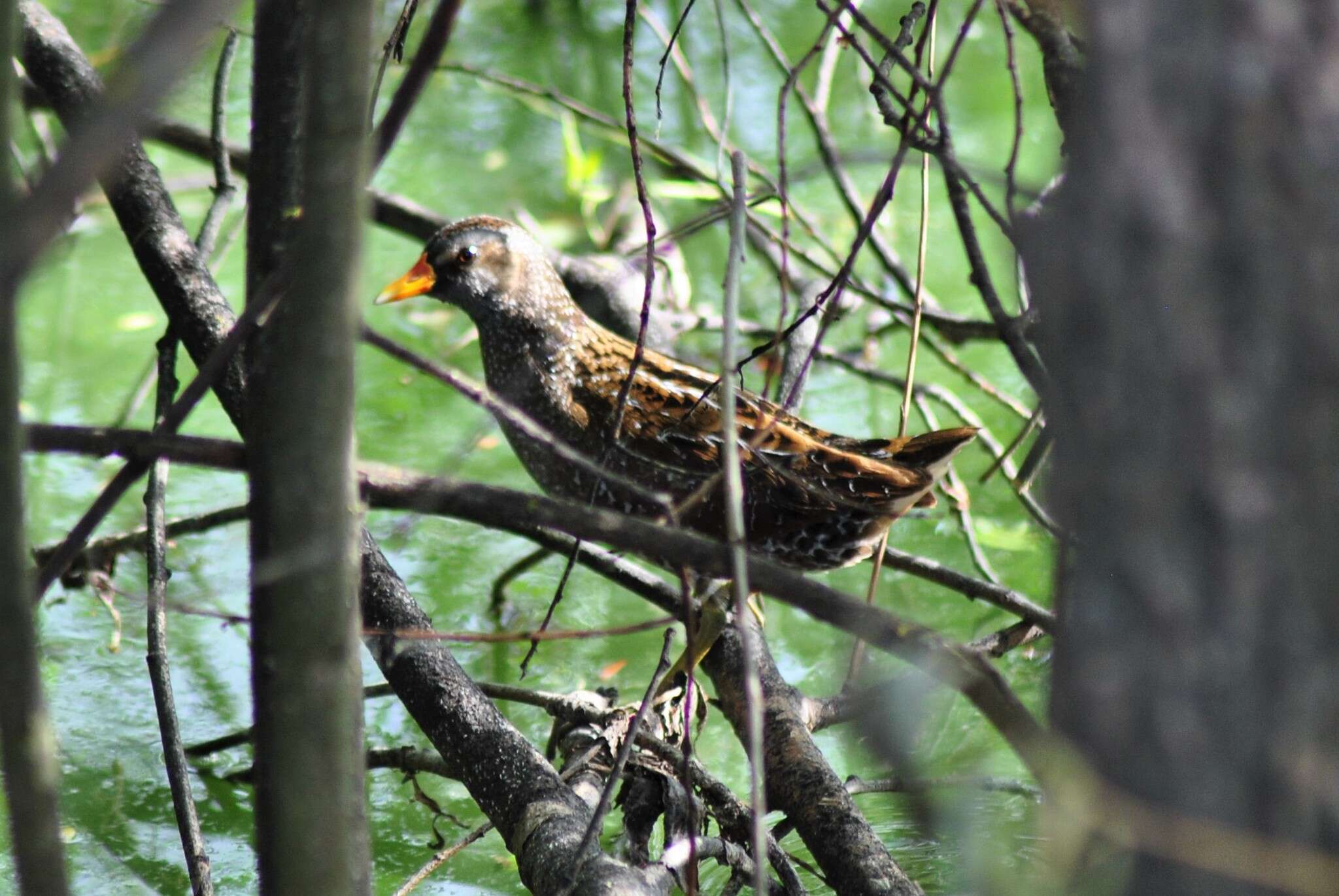 Image of Spotted Crake