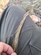 Image of Austrostipa densiflora (Hughes) S. W. L. Jacobs & J. Everett