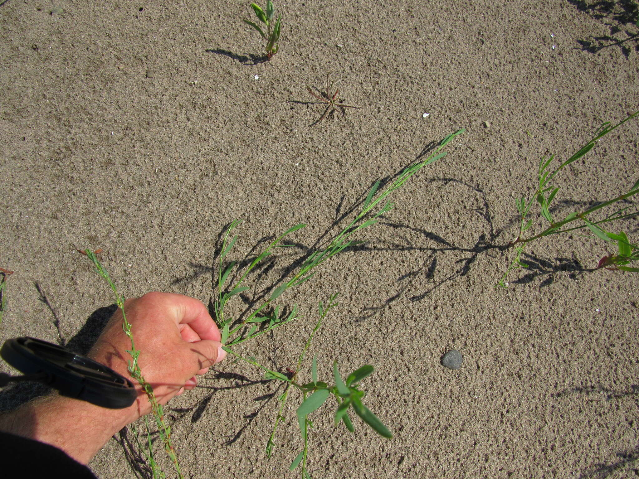 Image of bushy knotweed