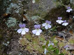 Imagem de Pinguicula esseriana B. Kirchner