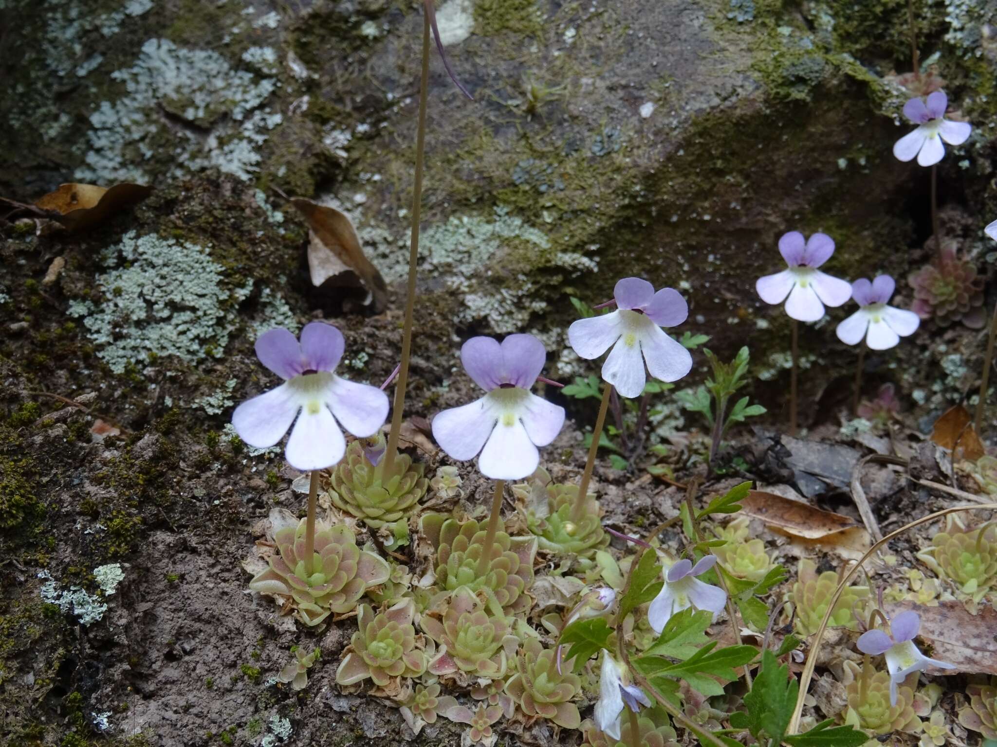 Image of Pinguicula esseriana B. Kirchner