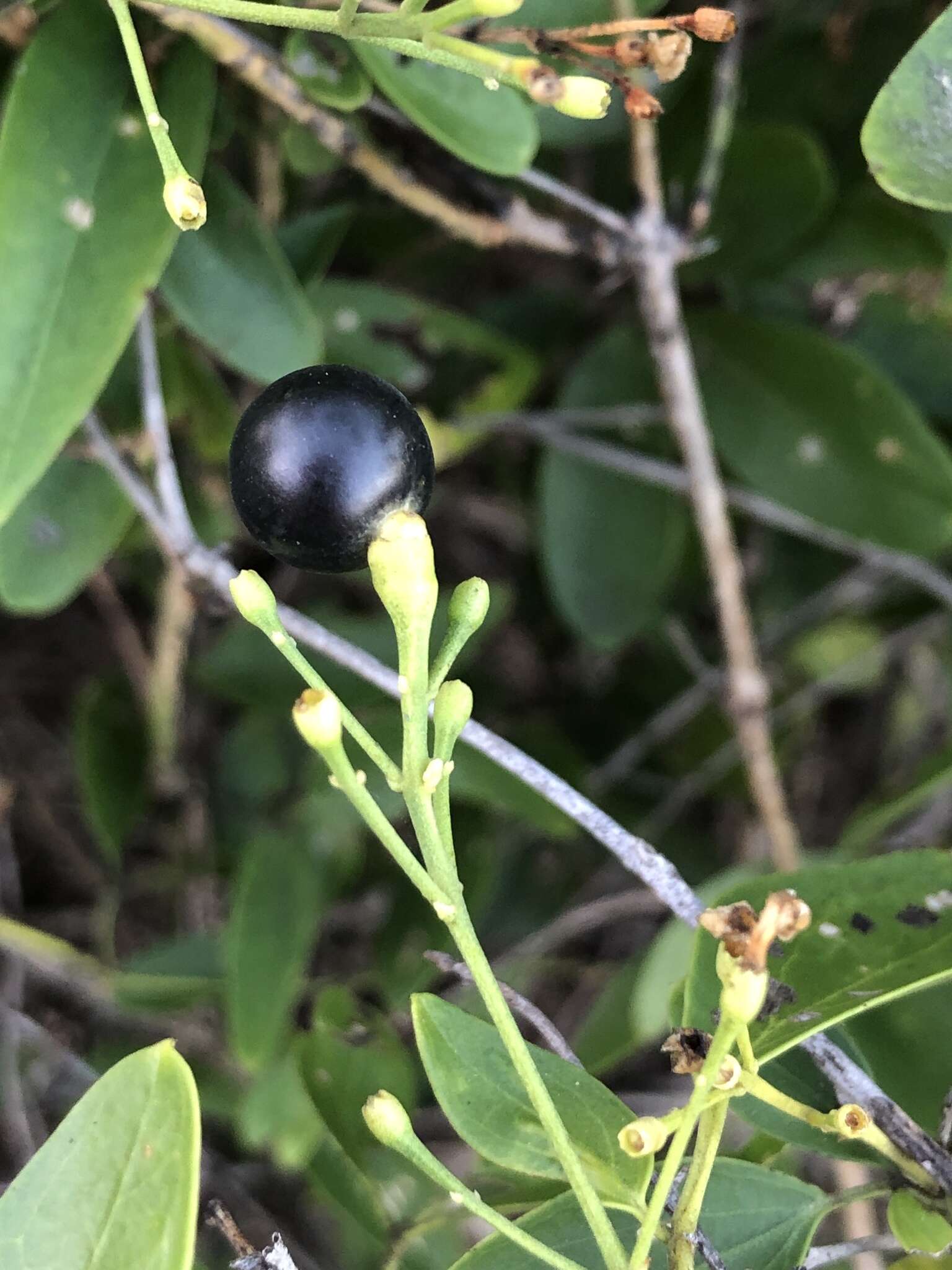 صورة Jasminum simplicifolium G. Forst.