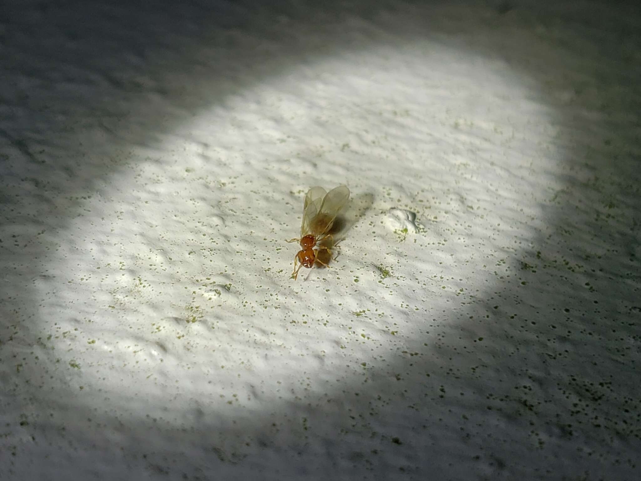 Image of Pheidole parva Mayr 1865