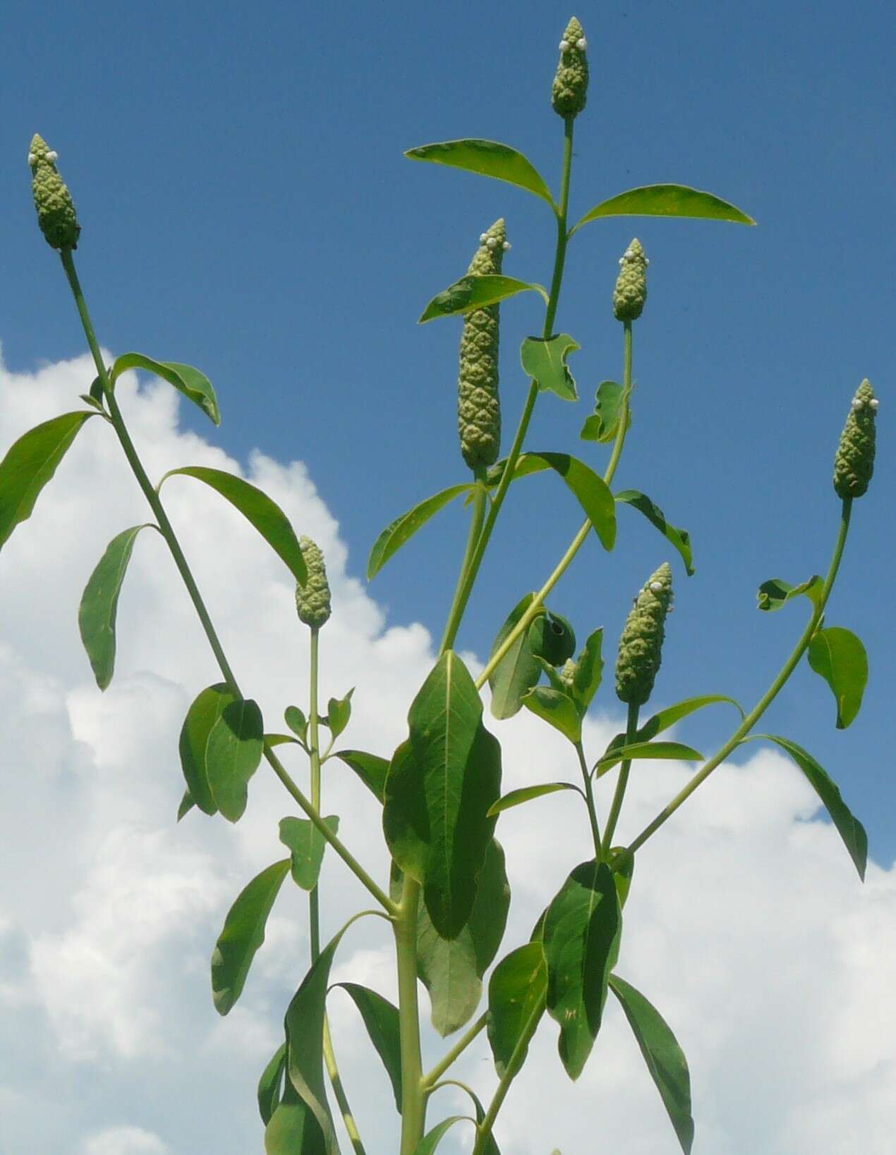 Sivun Sphenocleaceae kuva