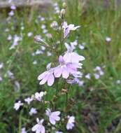 صورة Lobelia canbyi A. Gray