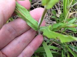 Image de Penstemon hirsutus (L.) Willd.