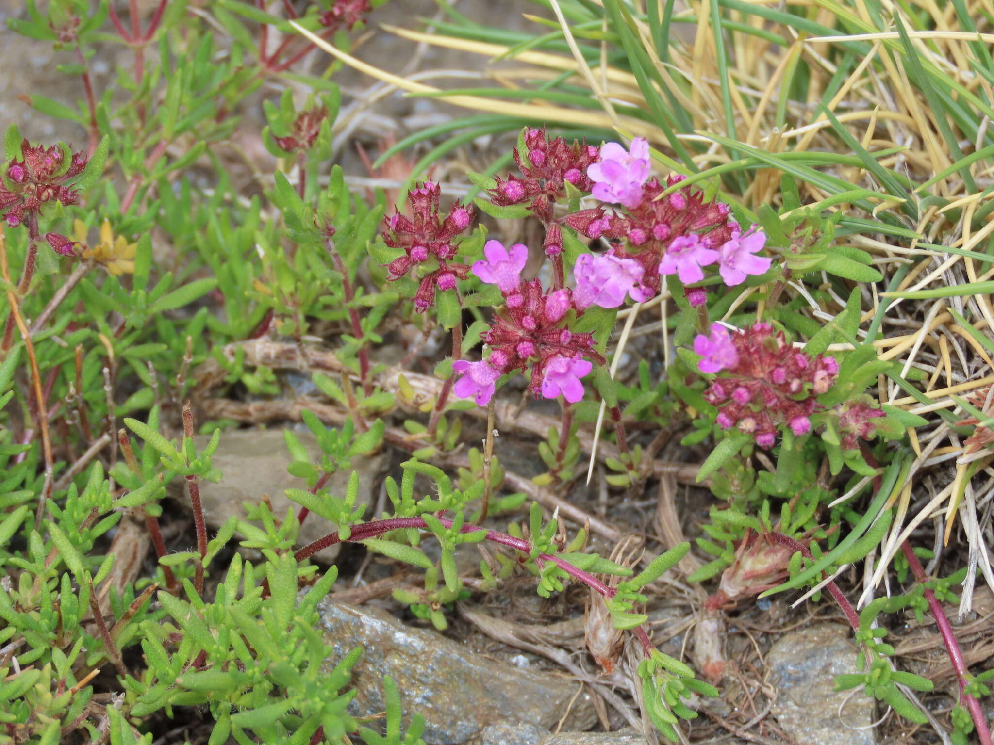 Sivun Thymus granatensis Boiss. kuva