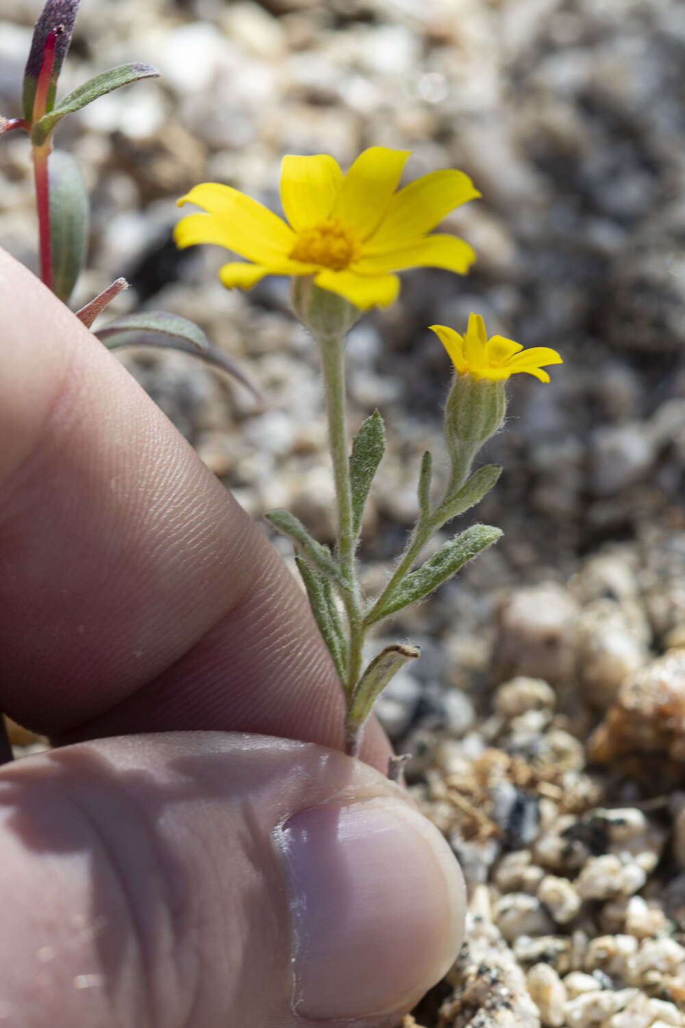 Image de Eriophyllum ambiguum var. paleaceum (Brandeg.) Ferris