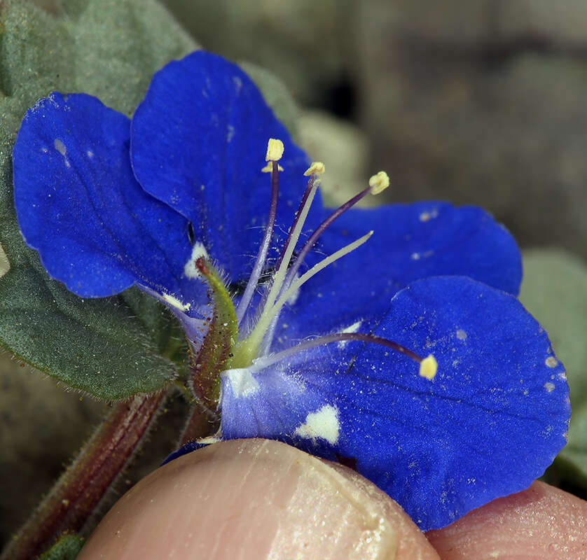 Image of Charlotte's phacelia