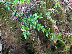 Image of Ilex yunnanensis var. parvifolia (Hayata) S. Y. Hu