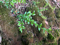 Imagem de Ilex yunnanensis var. parvifolia (Hayata) S. Y. Hu