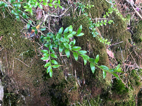 Image de Ilex yunnanensis var. parvifolia (Hayata) S. Y. Hu