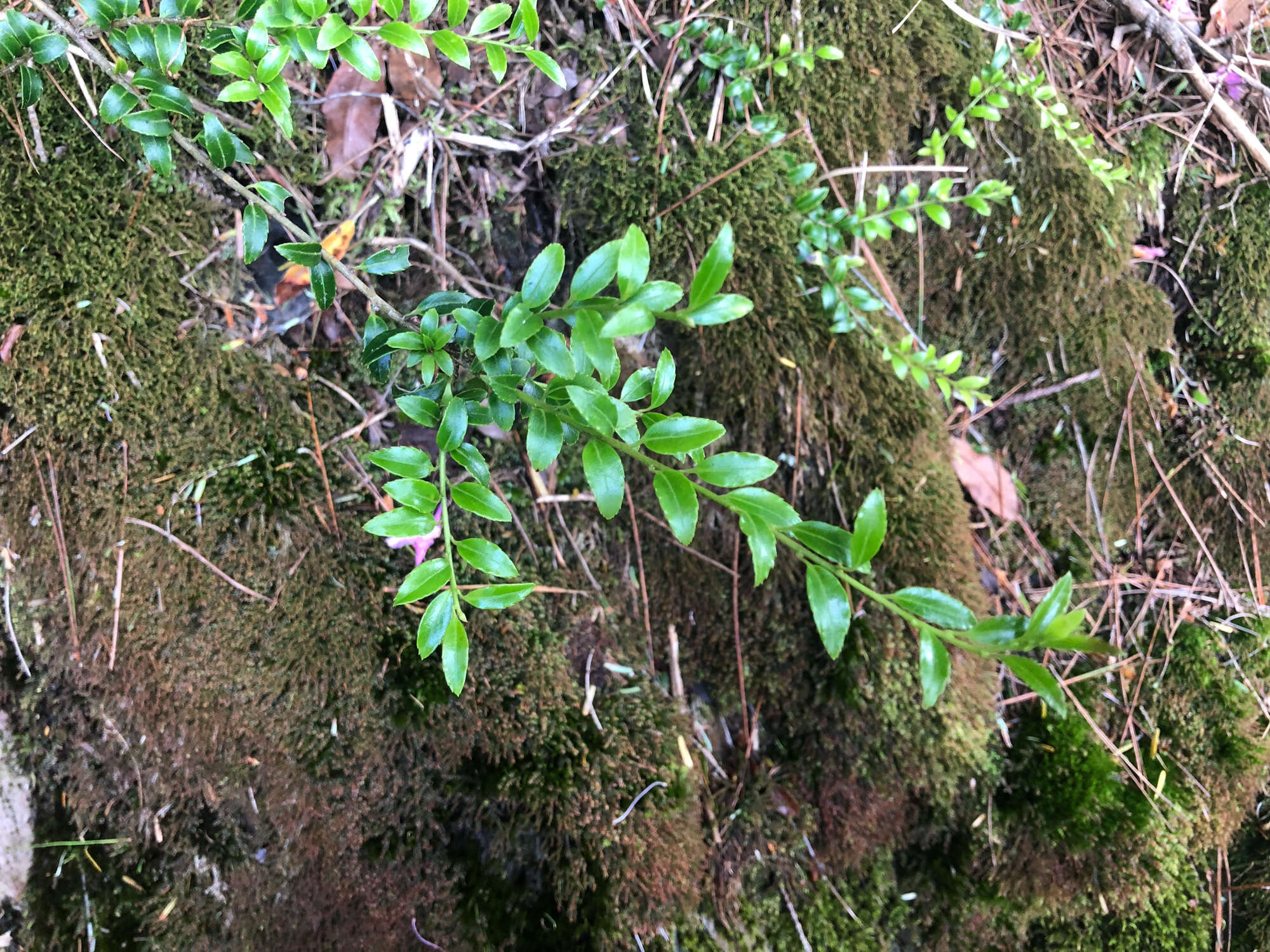 Image de Ilex yunnanensis var. parvifolia (Hayata) S. Y. Hu