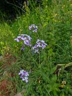 Слика од Hesperis steveniana DC.