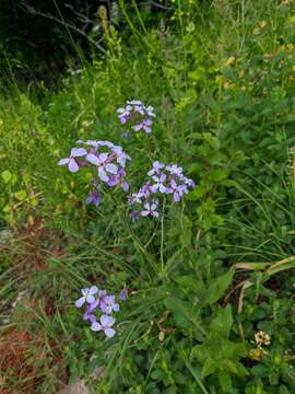 Image of Hesperis steveniana DC.